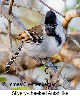 Silvery-cheeked Antshrike - © James F Wittenberger and Exotic Birding LLC