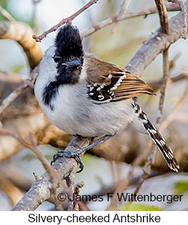 Silvery-cheeked Antshrike - © James F Wittenberger and Exotic Birding LLC