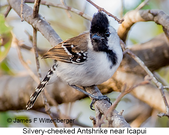 Silvery-cheeked Antshrike - © James F Wittenberger and Exotic Birding LLC Silvery-cheeked Antshrike - © James F Wittenberger and Exotic Birding LLC