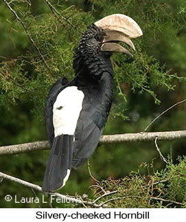 Silvery-cheeked Hornbill - © Laura L Fellows and Exotic Birding Tours Silvery-cheeked Hornbill - © Laura L Fellows and Exotic Birding Tours