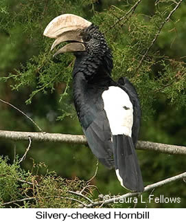 Silvery-cheeked Hornbill - © Laura L Fellows and Exotic Birding LLC