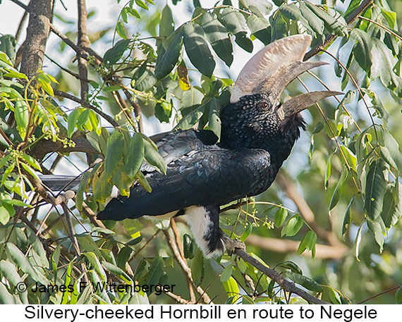Silvery-cheeked Hornbill - © James F Wittenberger and Exotic Birding LLC