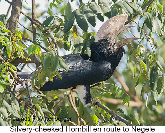 Silvery-cheeked Hornbill - © James F Wittenberger and Exotic Birding LLC Silvery-cheeked Hornbill - © James F Wittenberger and Exotic Birding LLC