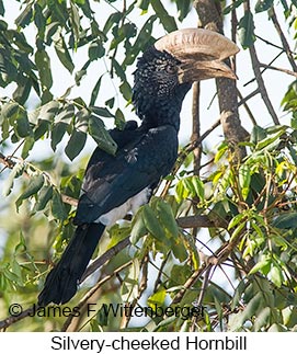 Silvery-cheeked Hornbill - © James F Wittenberger and Exotic Birding LLC