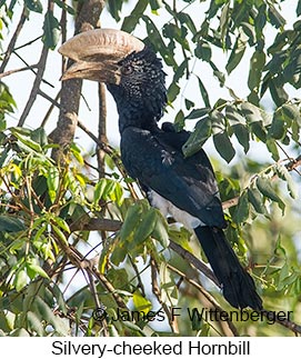 Silvery-cheeked Hornbill - © James F Wittenberger and Exotic Birding LLC