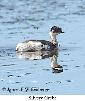 Silvery Grebe - © James F Wittenberger and Exotic Birding LLC