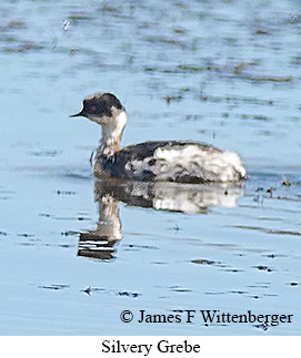 Silvery Grebe - © James F Wittenberger and Exotic Birding LLC