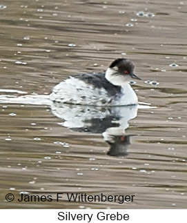 Silvery Grebe - © James F Wittenberger and Exotic Birding LLC Silvery Grebe - © James F Wittenberger and Exotic Birding LLC