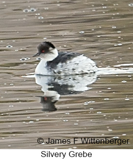 Silvery Grebe - © James F Wittenberger and Exotic Birding LLC