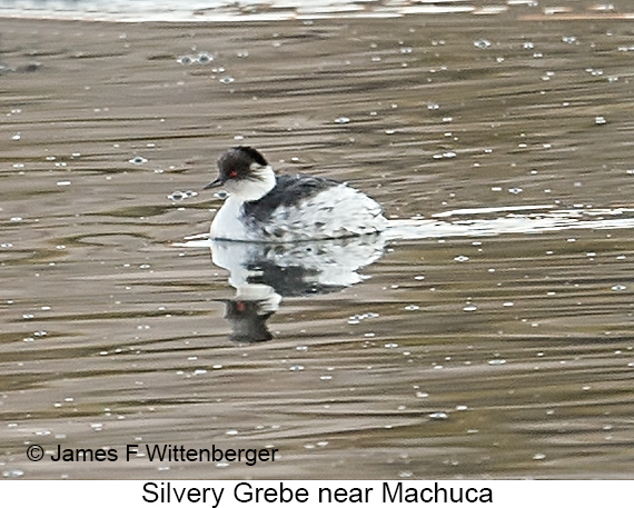 Silvery Grebe - © James F Wittenberger and Exotic Birding LLC Silvery Grebe - © James F Wittenberger and Exotic Birding LLC