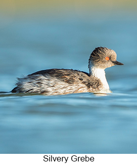 Silvery Grebe  - Courtesy Argentina Wildlife Expeditions