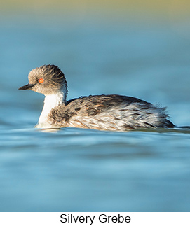 Silvery Grebe  - Courtesy Argentina Wildlife Expeditions
