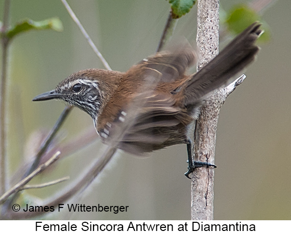 Sincora Antwren - © James F Wittenberger and Exotic Birding LLC