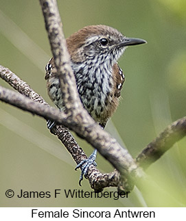 Sincora Antwren - © James F Wittenberger and Exotic Birding LLC Sincora Antwren - © James F Wittenberger and Exotic Birding LLC