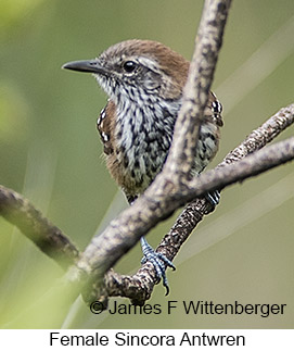 Sincora Antwren - © James F Wittenberger and Exotic Birding LLC Sincora Antwren - © James F Wittenberger and Exotic Birding LLC