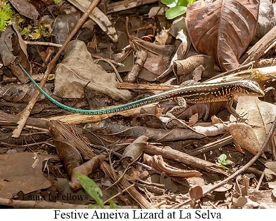 Skink - © James F Wittenberger and Exotic Birding LLC