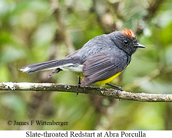 Slate-throated Redstart - &copy; James F Wittenberger and Exotic Birding LLC