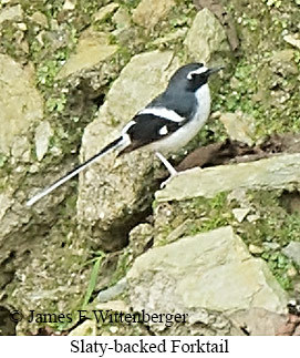 Slaty-backed Forktail - © James F Wittenberger and Exotic Birding LLC