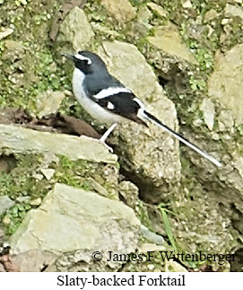Slaty-backed Forktail - © James F Wittenberger and Exotic Birding LLC