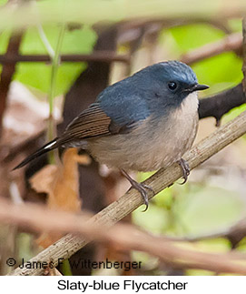 Slaty-blue Flycatcher - © James F Wittenberger and Exotic Birding LLC