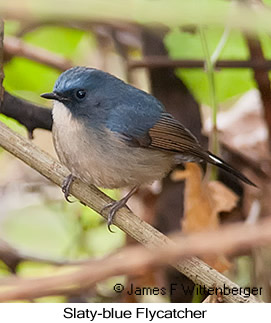 Slaty-blue Flycatcher - © James F Wittenberger and Exotic Birding LLC