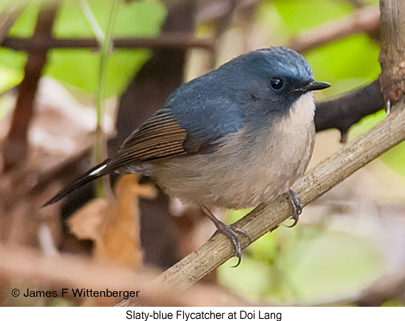 Slaty-blue Flycatcher - © James F Wittenberger and Exotic Birding LLC
