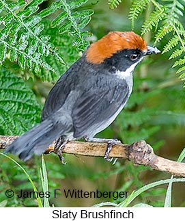 Slaty Brushfinch - © James F Wittenberger and Exotic Birding LLC