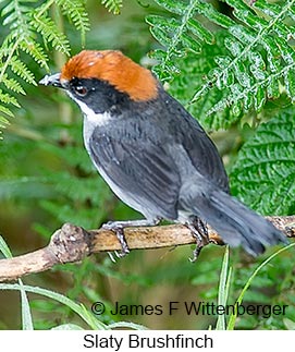 Slaty Brushfinch - © James F Wittenberger and Exotic Birding LLC Slaty Brushfinch - © James F Wittenberger and Exotic Birding LLC