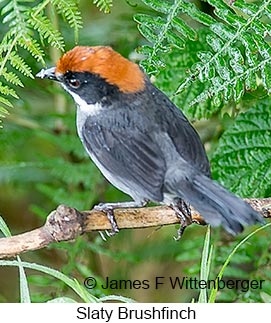 Slaty Brushfinch - © James F Wittenberger and Exotic Birding LLC