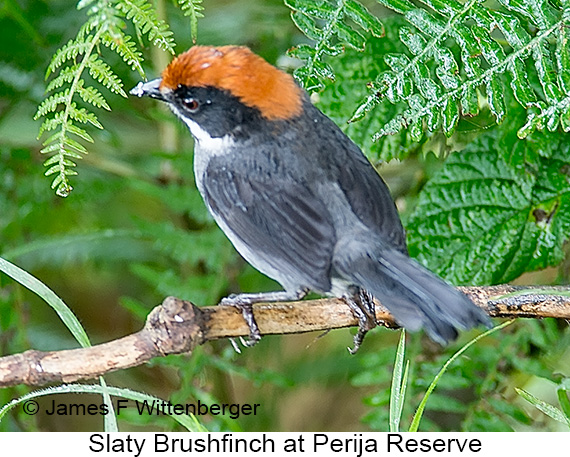 Slaty Brushfinch - © James F Wittenberger and Exotic Birding LLC