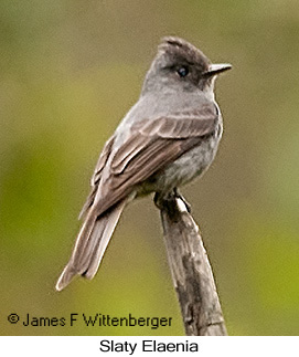 Slaty Elaenia - © James F Wittenberger and Exotic Birding LLC