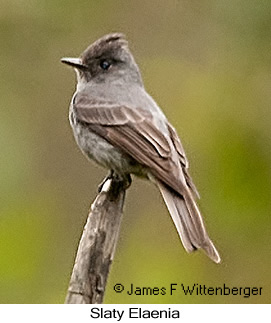 Slaty Elaenia - © James F Wittenberger and Exotic Birding LLC