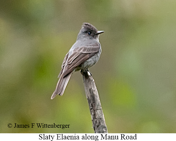 Slaty Elaenia - &copy; James F Wittenberger and Exotic Birding LLC
