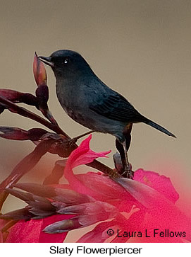 Slaty Flowerpiercer - &copy; Laura L Fellows and Exotic Birding Tours