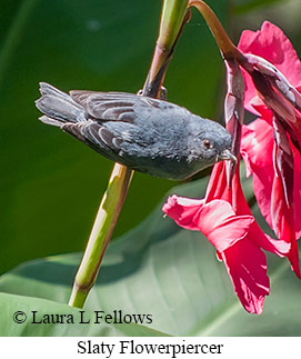 Slaty Flowerpiercer - © Laura L Fellows and Exotic Birding LLC Slaty Flowerpiercer - © Laura L Fellows and Exotic Birding LLC