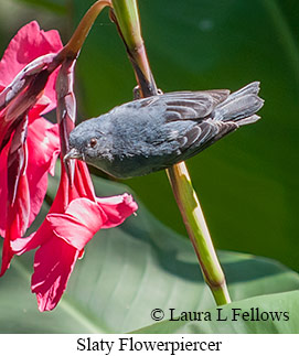 Slaty Flowerpiercer - © Laura L Fellows and Exotic Birding LLC