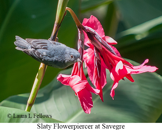 Slaty Flowerpiercer - © Laura L Fellows and Exotic Birding LLC