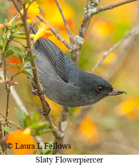 Slaty Flowerpiercer - © Laura L Fellows and Exotic Birding LLC