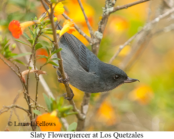 Slaty Flowerpiercer - © Laura L Fellows and Exotic Birding LLC Slaty Flowerpiercer - © Laura L Fellows and Exotic Birding LLC