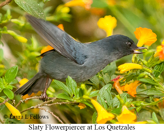 Slaty Flowerpiercer - © Laura L Fellows and Exotic Birding LLC