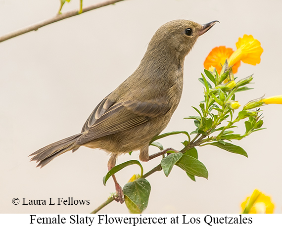 Slaty Flowerpiercer - © James F Wittenberger and Exotic Birding LLC