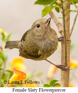 Slaty Flowerpiercer - © Laura L Fellows and Exotic Birding LLC Slaty Flowerpiercer - © Laura L Fellows and Exotic Birding LLC