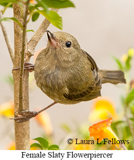 Slaty Flowerpiercer - © Laura L Fellows and Exotic Birding LLC