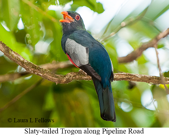 Slaty-tailed Trogon - © Laura L Fellows and Exotic Birding LLC