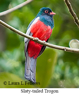 Slaty-tailed Trogon - © Laura L Fellows and Exotic Birding LLC