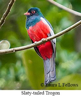 Slaty-tailed Trogon - © Laura L Fellows and Exotic Birding LLC