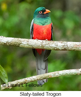 Slaty-tailed Trogon - © Laura L Fellows and Exotic Birding LLC