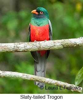 Slaty-tailed Trogon - © Laura L Fellows and Exotic Birding LLC