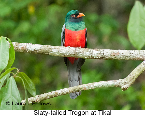 Slaty-tailed Trogon - © Laura L Fellows and Exotic Birding LLC
