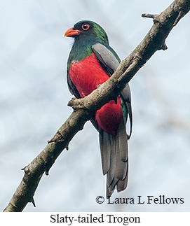 Slaty-tailed Trogon - © Laura L Fellows and Exotic Birding LLC